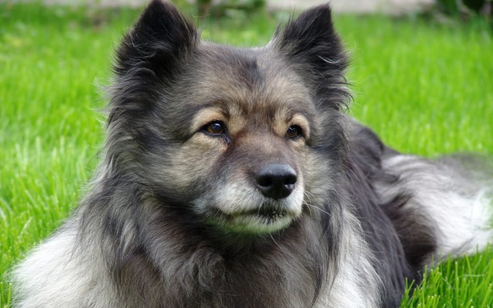 keeshond